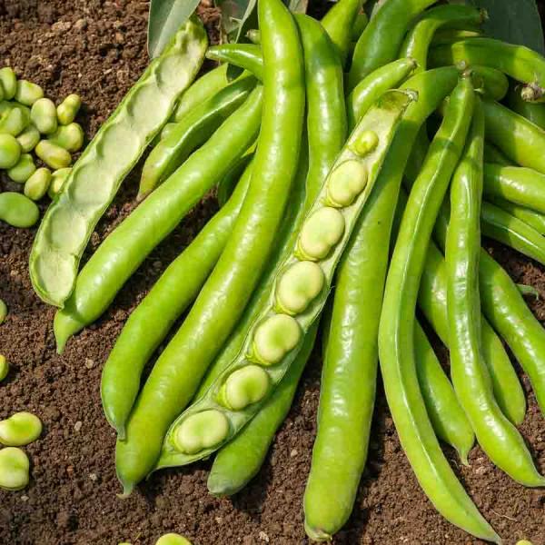 Légumes Secs - Fève Superaguadulce - 20 m - BIO - face recto